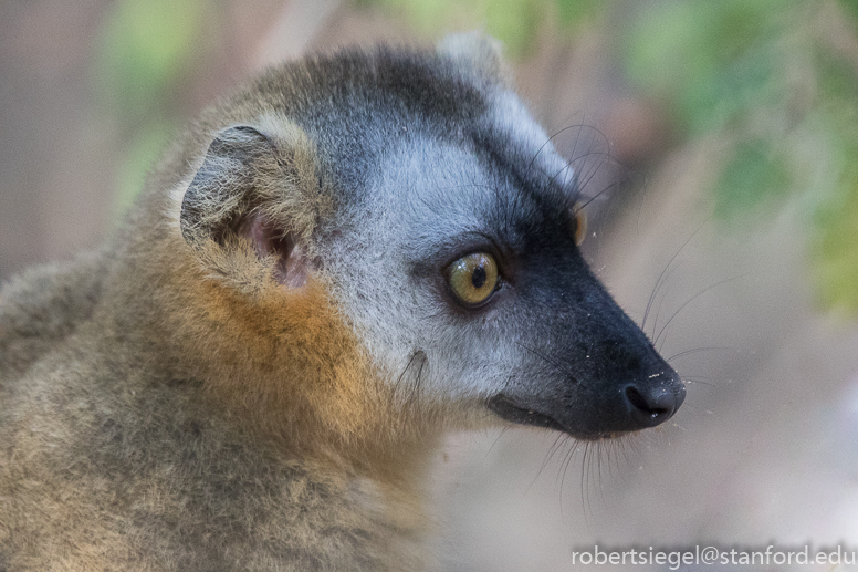 red-fronted brown lemur